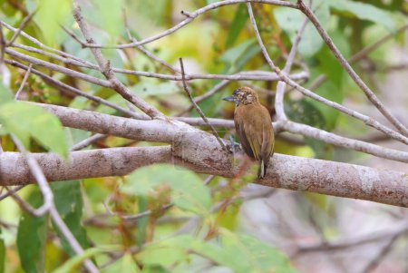 Picumnus pumilus es una especie de ave paseriforme de la familia Picidae. Esta foto fue tomada en Colombia.