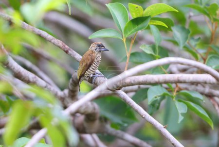 Picumnus pumilus est une espèce d'oiseaux de la sous-famille des Picumninae. Cette photo a été prise en Colombie.