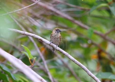 Orinoco piculet (Picumnus pumilus) ist eine Vogelart aus der Unterfamilie Picumninae der Spechtfamilie Picidae. Dieses Foto wurde in Kolumbien aufgenommen.
