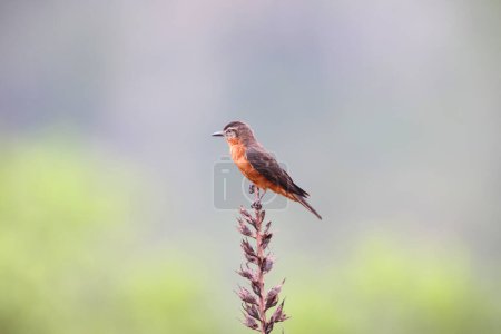 The cliff flycatcher (Hirundinea ferruginea sclateri) is a species of bird in the tyrant flycatcher family, Tyrannidae. This photo was taken in Colombia.