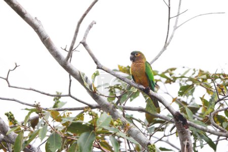 Brown-throated parakeet (Eupsittula pertinax), also known as brown-throated conure in aviculture, is a species of bird in the subfamily Arinae of the family Psittacidae. This photo was taken in Colombia.
