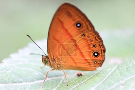 Mycalesis anapita, der gelbbraune Buschschmetterling, ist eine Art des Satyrinae-Schmetterlings. Dieses Foto wurde auf der Insel Sumatra, Indonesien, aufgenommen.