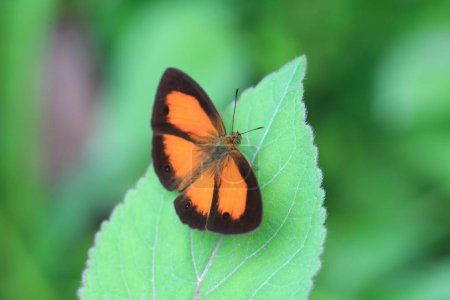 Mycalesis anapita es una especie de mariposa de la familia Satyrinae. Esta foto fue tomada en la isla de Sumatra, Indonesia.