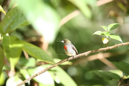 The olive-crowned flowerpecker (Dicaeum pectorale) is a small passerine bird in the flowerpecker family, Dicaeidae. It is found in far western New Guinea and on adjacent islands.