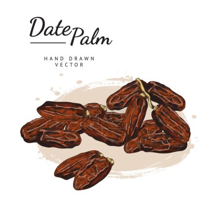 Illustration for Dried fruits of dates, colored sketch vector illustration on white background. Hand drawn delicious dates. Concept of healthy sweetener. Palm tree fruits with engraving texture. - Royalty Free Image