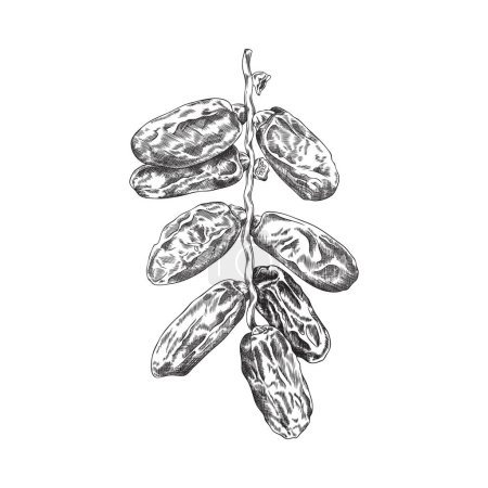Handgezeichnete getrocknete Datteln auf Zweig, Skizzenvektorillustration isoliert auf weißem Hintergrund. Monochrome Zeichnung mit Gravurstruktur. gesunde süße Früchte der Palme.