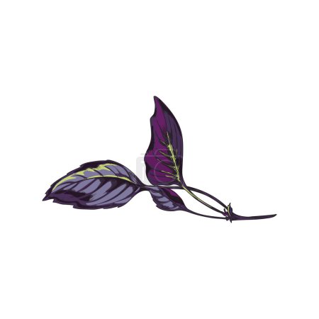 Ilustración de Rojo rubina albahaca sola rama boceto dibujado a mano estilo vector ilustración aislada sobre fondo blanco. Albahaca aromática tipo de planta para ensaladas y guarniciones. - Imagen libre de derechos