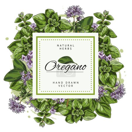 Oregano food seasoning herb square badge or label design with empty frame for brand name. Oregano square frame or badge sketch vector illustration on white background.