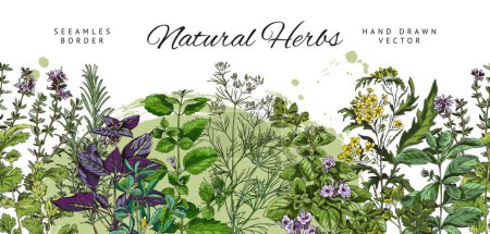Seamless border design with natural culinary herbs, hand drawn colorful vector illustration isolated on white background. Repeatable decorative border with kitchen herbs.