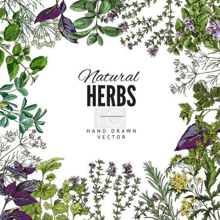 Illustration for Culinary and cosmetic aroma herbs card or banner template, colorful hand drawn vector illustration on white background. Aromatic culinary herbs badge or label design. - Royalty Free Image