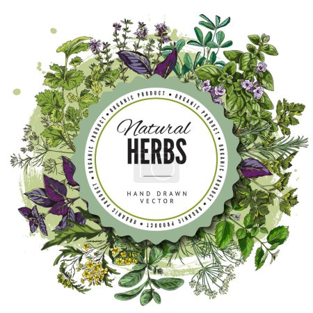 Badge or label design with natural cooking herbs, hand drawn sketch vector illustration on white background. Aromatic culinary and cosmetic herbs with circle frame.