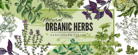 Illustration for Organic culinary herbs hand drawn colorful banner or card template sketch style vector illustration. Decorative banner backdrop with kitchen aromatic plants and herbs. - Royalty Free Image
