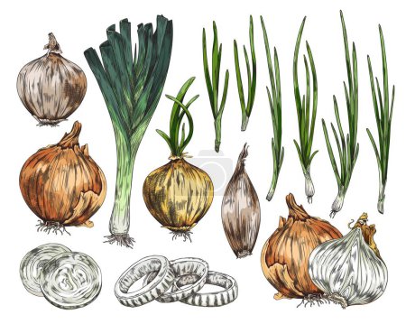 Téléchargez les illustrations : Different types of onions such as bulb, spring onions and leeks hand drawn sketch style vector illustration isolated on white background. Onion ingredient for cooking. - en licence libre de droit
