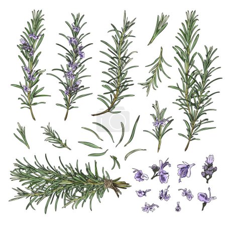 Rosemary branches and flowers collection hand drawn sketch vector illustration isolated on white background. Rosemary aroma herbs and spices collection.