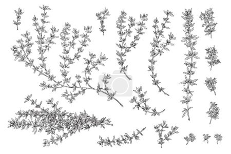 Grüner Thymian organische Kochpflanzenelemente Set, handgezeichnete Skizzenvektorillustration isoliert auf weißem Hintergrund. Botanische Bilder der Thymianpflanzensammlung.