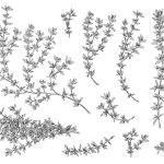 Green thyme organic cooking plant elements set, hand drawn sketch vector illustration isolated on white background. Botanical images of thyme plant collection.