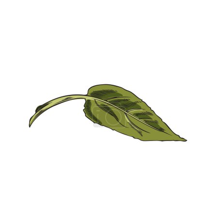 Illustration for Single green fresh leaf of sunflower hand drawn engraving style vector illustration isolated on white background. Sunflower plant leaf for design of food packaging. - Royalty Free Image