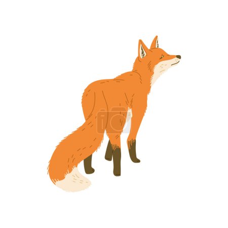 Illustration for Standing red fox animal flat style, vector illustration isolated on white background. Wild forest predator, decorative design element, cute furry orange fox - Royalty Free Image