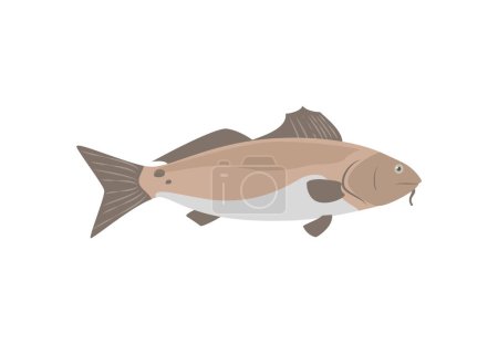 Illustration for Carp freshwater fish farmed for food, flat vector illustration isolated on white background. Carp river or lake fish icon for themes of fishery and water habitats. - Royalty Free Image