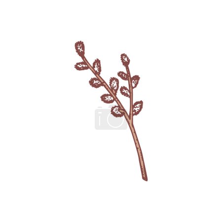 Illustration for Brown willow twig sketch style, vector illustration isolated on white background. Easter symbol, natural plant with fluffy buds, decorative design element - Royalty Free Image