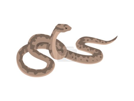 Illustration for European viper snake - flat vector illustration isolated on white background. Vipera berus or common European adder. Drawing of venomous reptile. Concepts of animals and wildlife. - Royalty Free Image