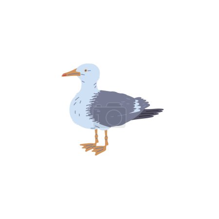 Illustration for Common seagull or European herring gull standing sea bird, flat cartoon vector illustration isolated on white background. Sea nature and wildlife bird. - Royalty Free Image