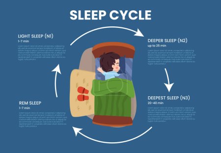 Infografía del ciclo del sueño, niño que duerme tranquilamente en la cama, ilustración de vectores planos. Ciclo de sueño saludable. Sueño ligero, sueño profundo y REM. Niño durmiendo pacíficamente.
