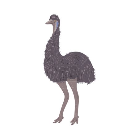 Téléchargez les illustrations : Autruche emu australienne, illustration vectorielle plate dessinée à la main isolée sur fond blanc. Dessin d'animaux sauvages. Concepts de l'éducation des enfants et du zoo. - en licence libre de droit