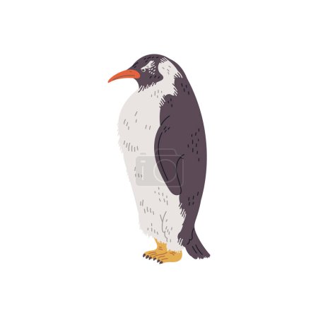 Ilustración de Pingüino pájaro marino, ilustración vectorial plana dibujada a mano aislada sobre fondo blanco. Pájaro acuático sin vuelo. Conceptos de naturaleza y vida silvestre. - Imagen libre de derechos