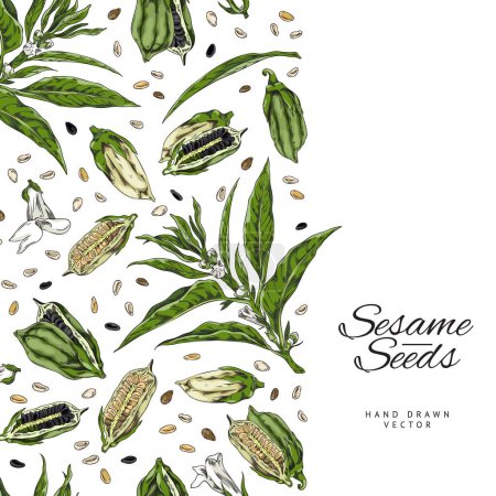 Seamless border with hand drawn sesame seeds, pods and flowers sketch style, vector illustration on white background. Decorative design element, natural organic product, culinary and food
