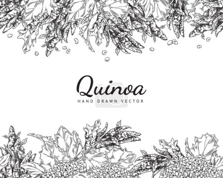Téléchargez les illustrations : Quinoa gravé branche mûre avec des fleurs, des feuilles et des graines, des grains. Modèle d'affiche sur les aliments sains. Céréales d'herbe de quinoa, illustration vectorielle de contour dessinée à la main par plante agricole, lettrage - en licence libre de droit