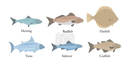 Illustration for Ocean and marine food fish with names on information poster or banner, vector illustration isolated on white background. Fishing types of sea fishes. - Royalty Free Image