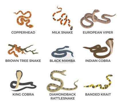 Conjunto de serpientes venenosas, infografía con nombres - ilustración vectorial plana aislada sobre fondo blanco. Diferentes tipos de serpientes: cabeza de cobre, cobra rey, mamba negra, krait con bandas.