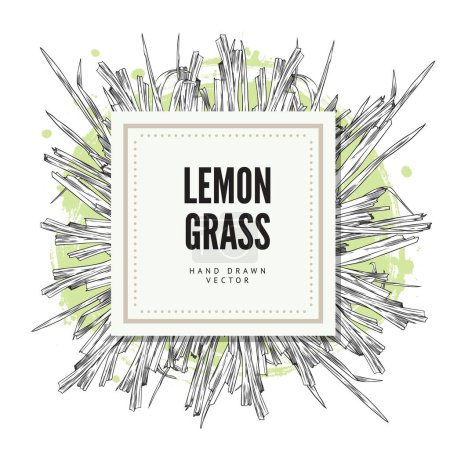 Illustration for Lemongrass hand drawn vector label square shape. Fragrant herbal, botanical design. Engraved stems of lemongrass and pieces on green watercolor spot. Vegetarian aromatic agricultural plant - Royalty Free Image
