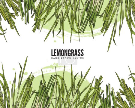 Illustration for Lemongrass hand drawn vector design label with logo. Color sketch stems of lemongrass leaves on green watercolor spot. Fragrant botanical drawing. Vegetarian aromatic herbs, agricultural plant - Royalty Free Image