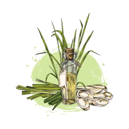 Alte Flasche mit ätherischem Öl der Zitronengraspflanze, farbige Skizzenvektorillustration isoliert auf weißem Hintergrund. Glasflasche mit Holzkorken mit Retro-Gravur.