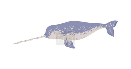 Ilustración de Narval nadador con colmillo, ilustración vectorial plana aislada sobre fondo blanco. Dibujo de mamíferos marinos. Animales de mar para niños y diseños de vivero. - Imagen libre de derechos