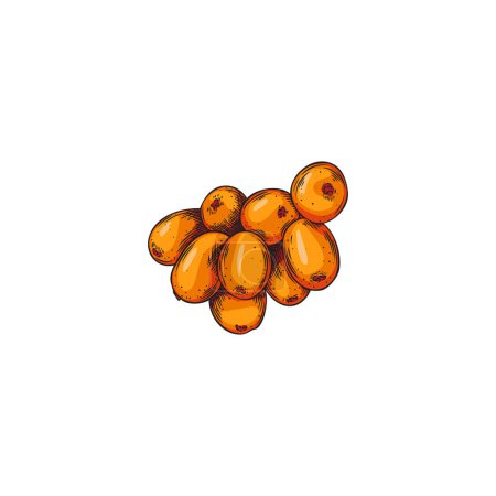 Illustration for Sea buckthorn berries heap botanical color vintage sketch. Medicinal plant berry. Engraving hand drawn vector illustration on white background. Design element for packaging, print. - Royalty Free Image