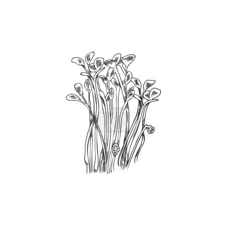 Ilustración de Microgreens alfalfa. Brotes micro verdes grabados a mano con hojas. Cultivo natural de hierbas orgánicas, alimentos saludables. Vector botánico ilustración de brotes crudos para ensalada de vitaminas - Imagen libre de derechos