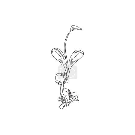 Ilustración de Brotes de plantas de alfalfa o microgreens ilustración vectorial bosquejo botánico aislado sobre fondo blanco. Brotes crudos micro verdes de hierba de alfalfa para ensalada de vitaminas. - Imagen libre de derechos