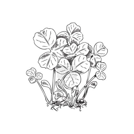 Microgreens clover. Hand drawn engraved micro green shoots are the first leaves of clover. Natural organic herb, healthy food. Raw sprouts with leaves for vitamins salad, botanical vector illustration