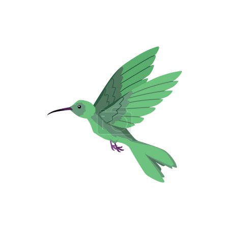 Téléchargez les illustrations : Colibri volant à long bec, plumage turquoise. Dessin animé de beaux colibri exotiques petit oiseau sauvage de la forêt tropicale. Illustration vectorielle de la faune tropicale isolée sur blanc - en licence libre de droit