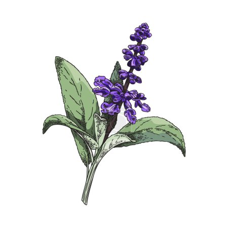 Flower of sage, vector illustration isolated on white background. Hand drawn color sketch, botanical element. Decorative colored line art of salvia, engraved style plant. Spice ingredient