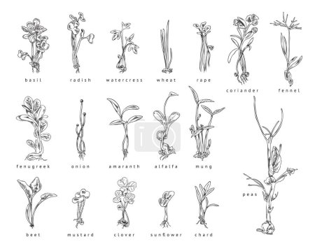 Microgreen, set of hand drawn vector illustration isolated on white background. Collection of detailed hand drawn sprouts and herbs, vintage plants in engraving style. Black and white sketch