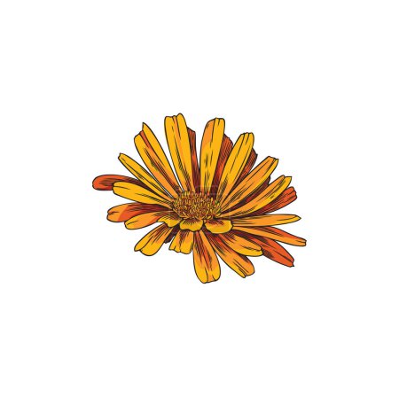 Illustration for Hand drawn colorful calendula flower sketch style, vector illustration isolated on white background. Decorative design element, natural medical and cosmetic product, organic herb - Royalty Free Image