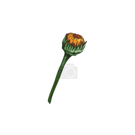 Calendula or marigold flower one unblown bud hand drawn. Beautiful blossom orange daisy flower, tea plant. Medical healing organic herb vector botanical illustration, floral design single element