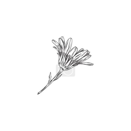 Illustration for Hand drawn monochrome calendula flower on stem sketch style, vector illustration isolated on white background. Decorative design element, natural herb, healthy plant - Royalty Free Image