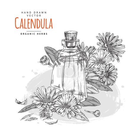 Illustration for Calendula organic herbs and aroma oil label or banner template, hand drawn sketch vector illustration isolated on white background. Calendula aromatic medicinal plant. - Royalty Free Image