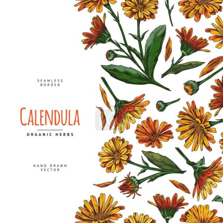 Illustration for Calendula flowers. Vector seamless border border with a frame of medicinal plants and space for text, ideal for cards and invitations. - Royalty Free Image