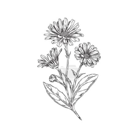 Illustration for Vector illustration of a branch with calendula flowers on an isolated background. Design template in pencil sketch style. Contour black and white drawing of a medicinal plant. - Royalty Free Image